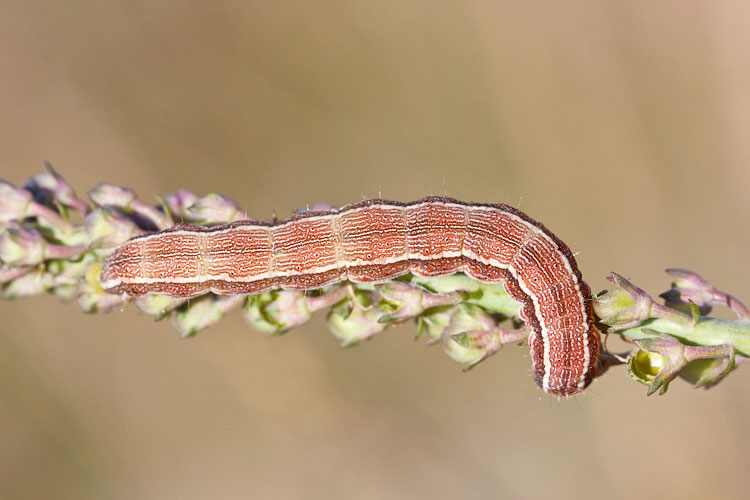 Bruco su Linaria